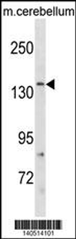 Western blot analysis in mouse cerebellum tissue lysates (35ug/lane).