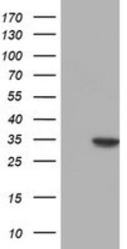 Western Blot: Nucleotide binding protein like Antibody (5D5) [NBP2-01360] - HEK293T cells were transfected with the pCMV6-ENTRY control (Left lane) or pCMV6-ENTRY Nucleotide binding protein like (Right lane) cDNA for 48 hrs and lysed. Equivalent amounts of cell lysates (5 ug per lane) were separated by SDS-PAGE and immunoblotted with anti-Nucleotide binding protein like.