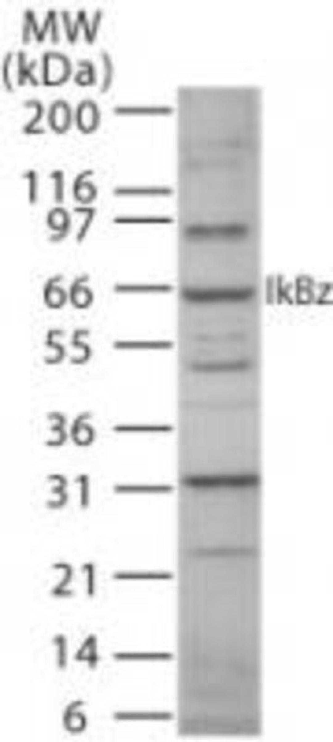 Western Blot: IKB zeta Antibody [NB100-56390] - Analysis at 3 ug/ml in mouse RAW cell lysate.