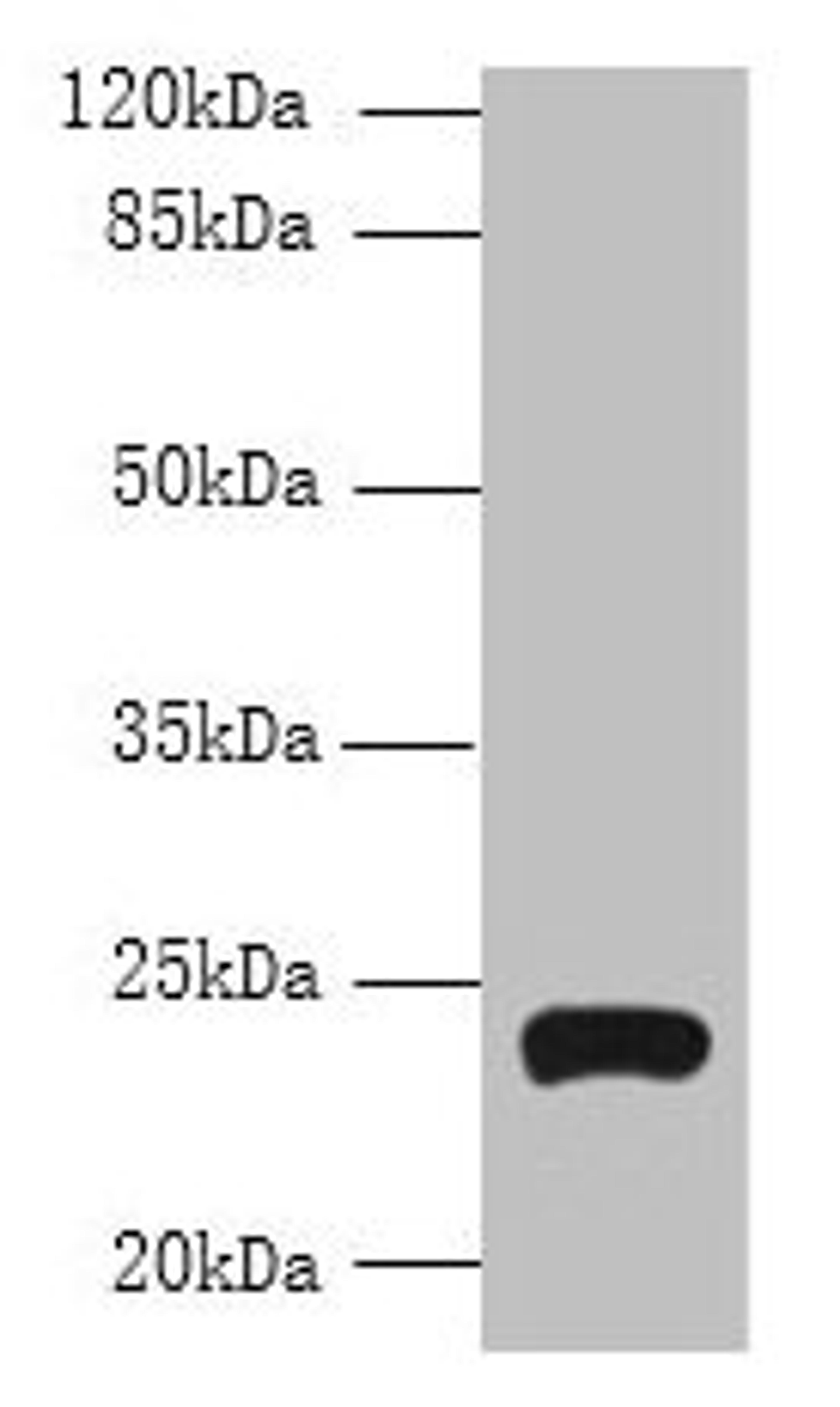 Western blot. All lanes: TMEM222 antibody at 4µg/ml + HepG2 whole cell lysate. Secondary. Goat polyclonal to rabbit IgG at 1/10000 dilution. Predicted band size: 24, 13 kDa. Observed band size: 24 kDa