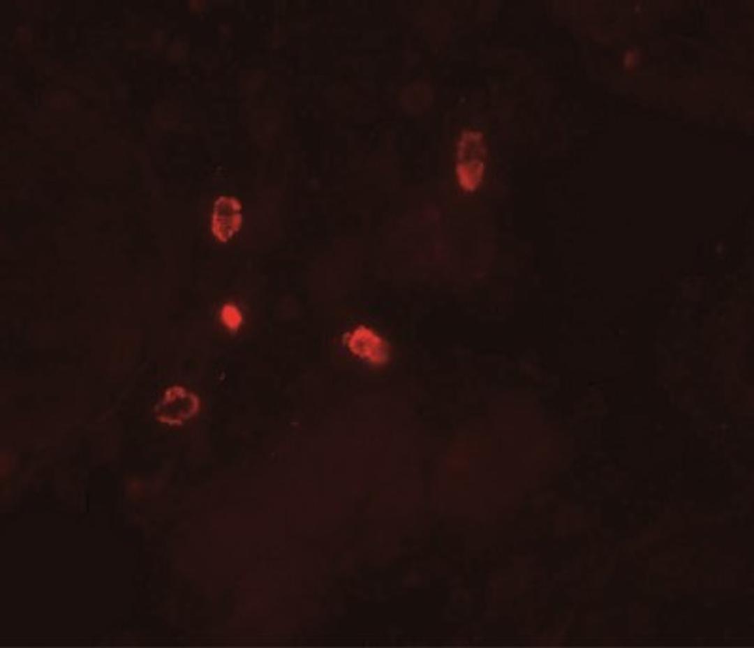 Immunofluorescence: ATG4D Antibody [NBP2-41308] - Human testis tissue with ATG4D antibody at 20 ug/ml.