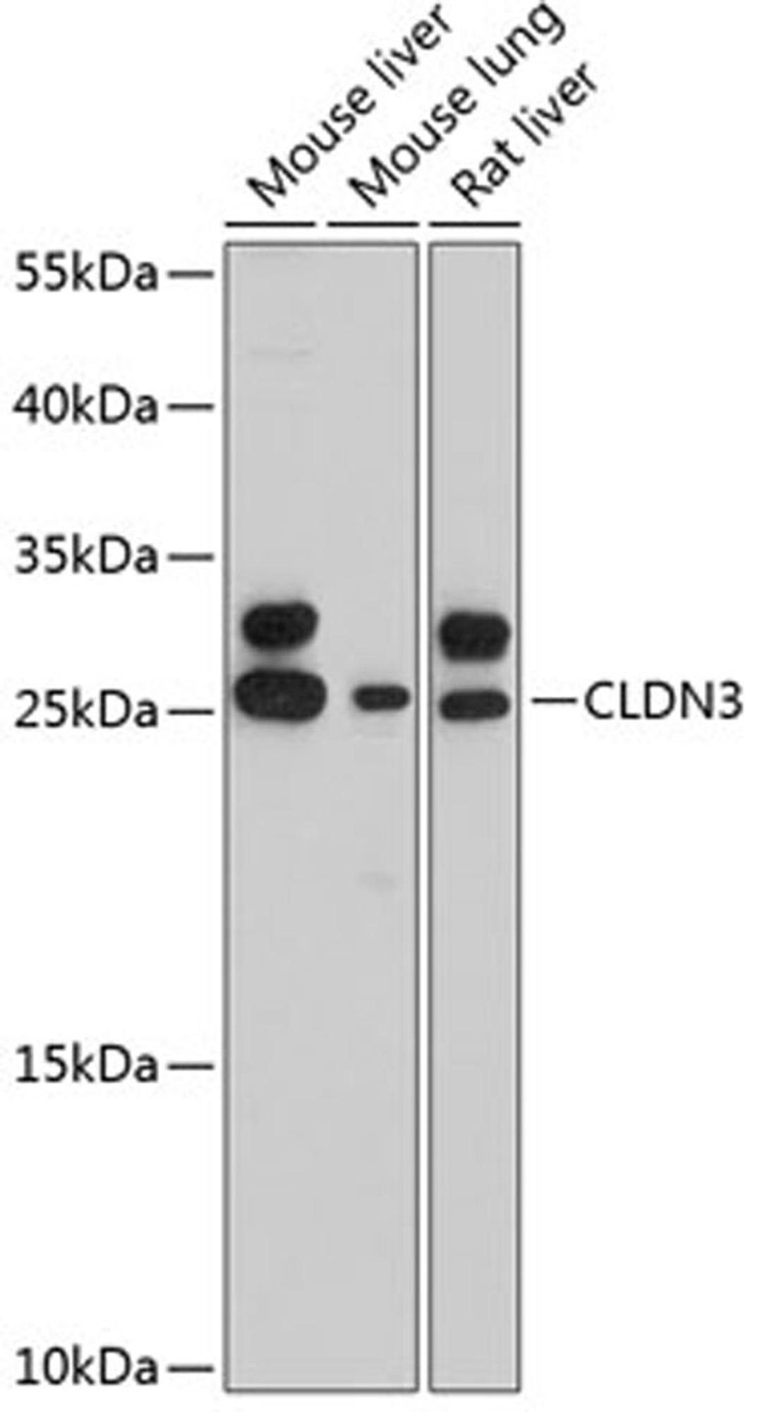 Western blot - CLDN3 antibody (A11650)