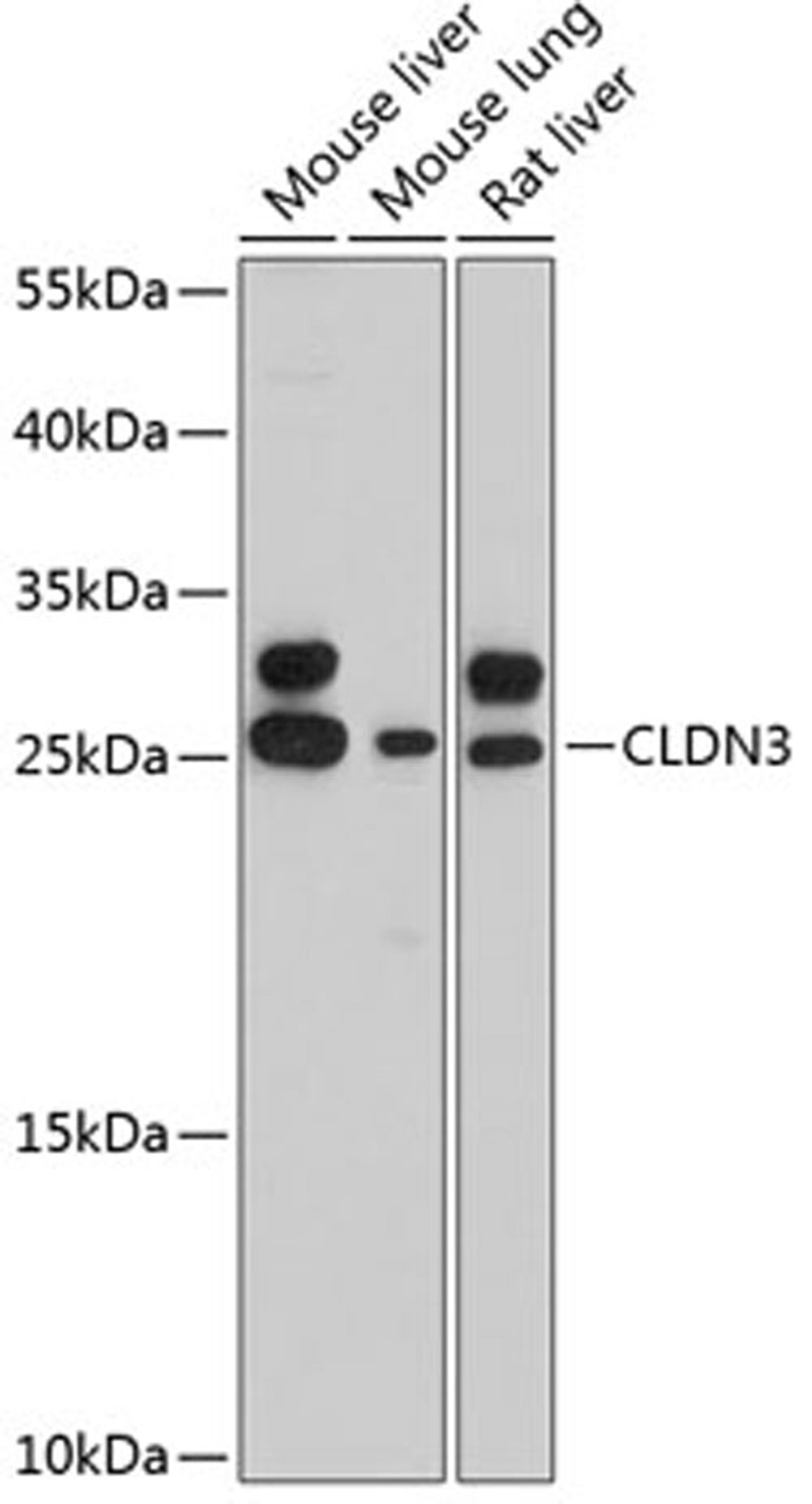 Western blot - CLDN3 antibody (A11650)