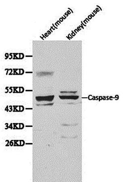 Western blot analysis of extracts of mouse heart and kidney cell line lysates using casp9 antibody