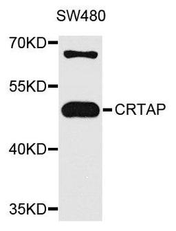 Western blot analysis of extracts of SW480 cells using CRTAP antibody