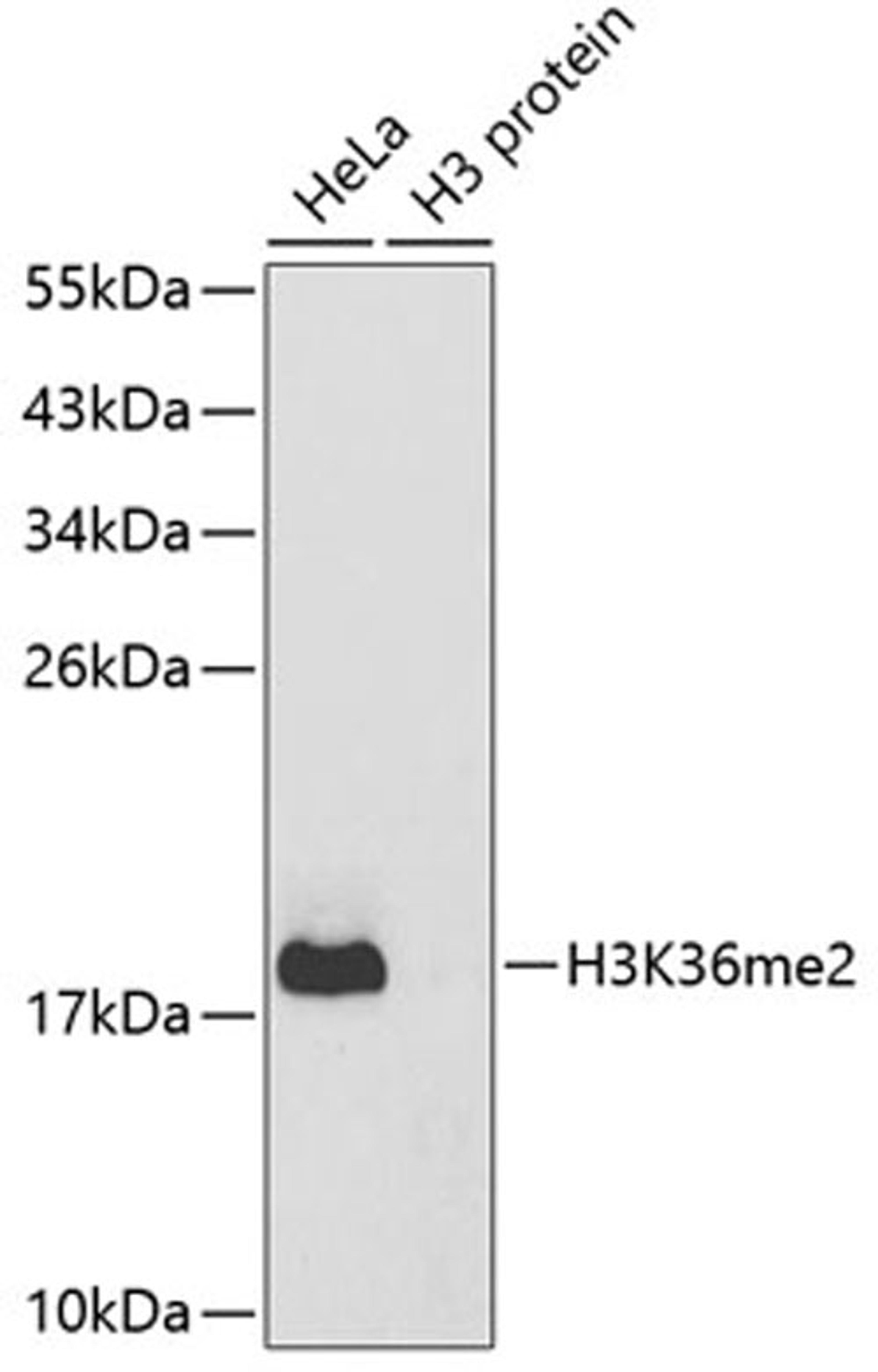 Western blot - DiMethyl-Histone H3-K36 antibody (A2365)