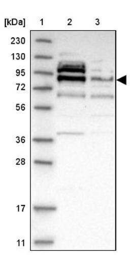 Western Blot: Axotrophin Antibody [NBP1-90056] - Lane 1: Marker [kDa] 230, 130, 95, 72, 56, 36, 28, 17, 11<br/>Lane 2: Human cell line RT-4<br/>Lane 3: Human cell line U-251MG sp