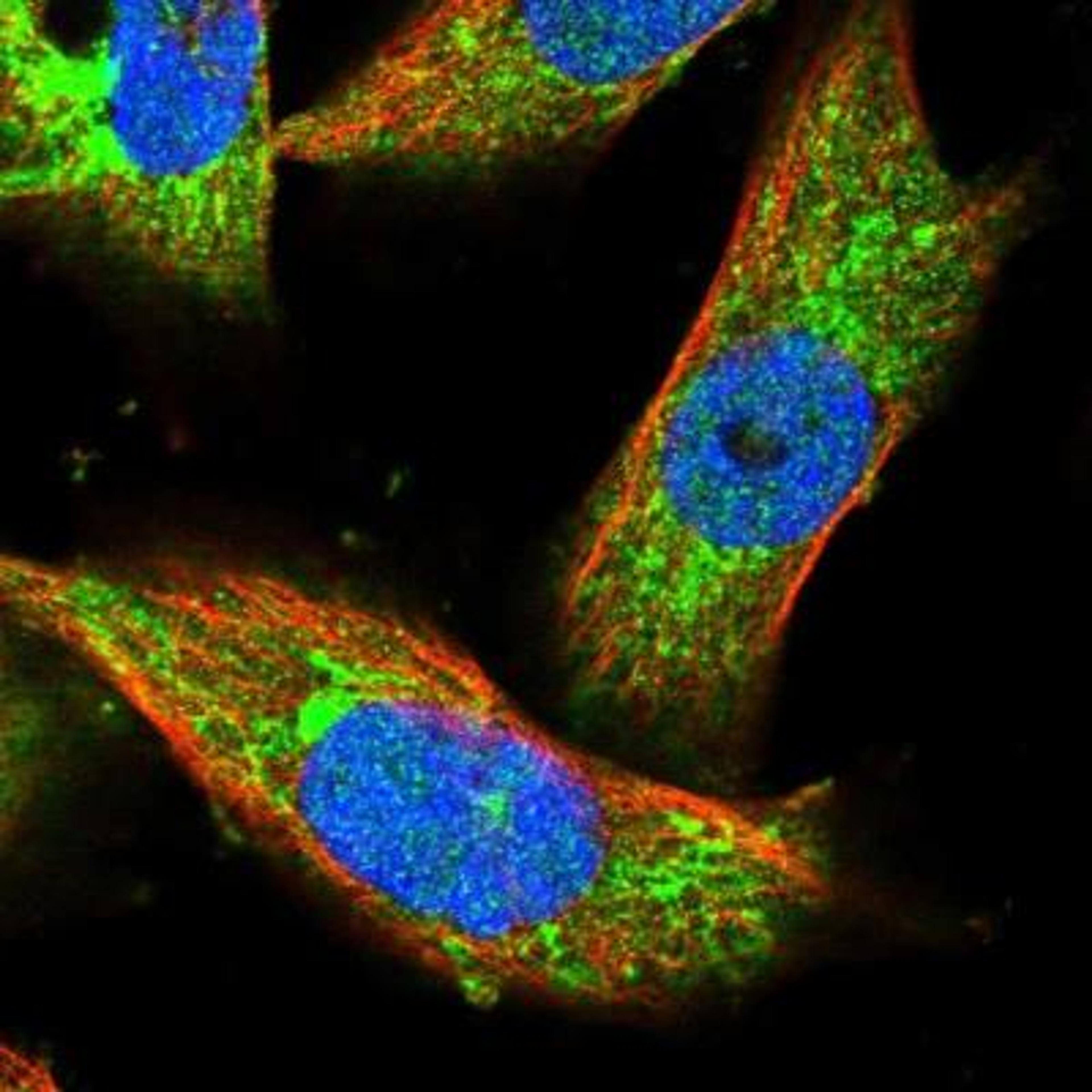 Immunocytochemistry/Immunofluorescence: C9orf4 Antibody [NBP1-85669] - Immunofluorescent staining of human cell line U-251MG shows positivity in cytoplasm & mitochondria.