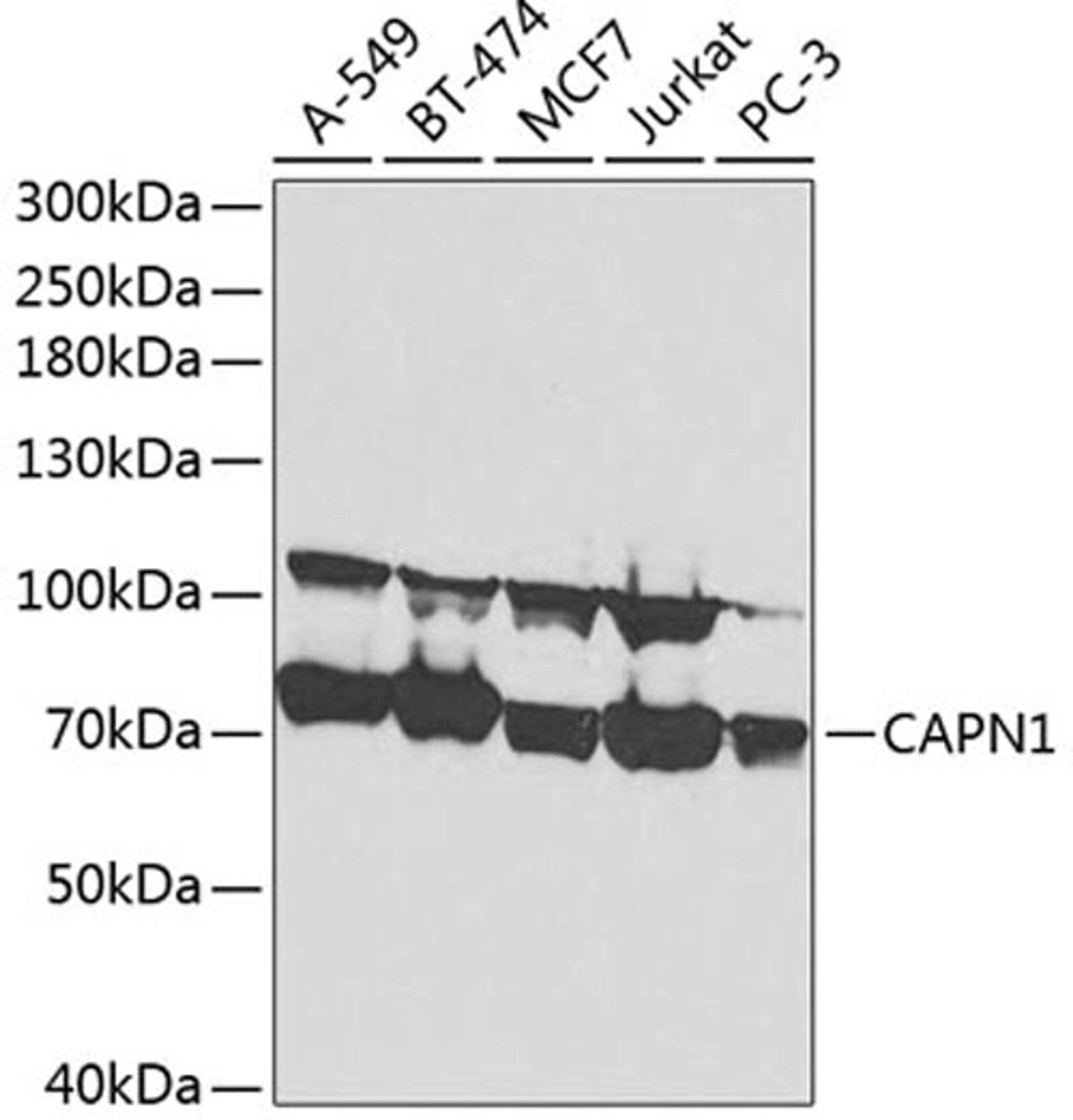 Western blot - CAPN1 antibody (A1172)