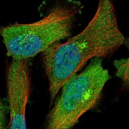 Immunocytochemistry/Immunofluorescence: HspA6 Antibody [NBP1-85949] - Immunofluorescent staining of human cell line U-251MG shows positivity in nucleus but not nucleoli, cytoplasm & golgi apparatus.