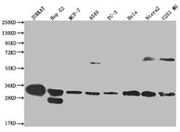 Western Blot. Positive WB detected in: Jurkat whole cell lysate, HepG2 whole cell lysate, MCF-7 whole cell lysate, A549 whole cell lysate, PC3 whole cell lysate, Hela whole cell lysate, Ntera-2 whole cell lysate, U251 whole cell lysate. All lanes: PSME1 antibody at 1:2000. Secondary. Goat polyclonal to rabbit IgG at 1/50000 dilution. Predicted band size: 29, 27 kDa. Observed band size: 28-30, 55-72 kDa.