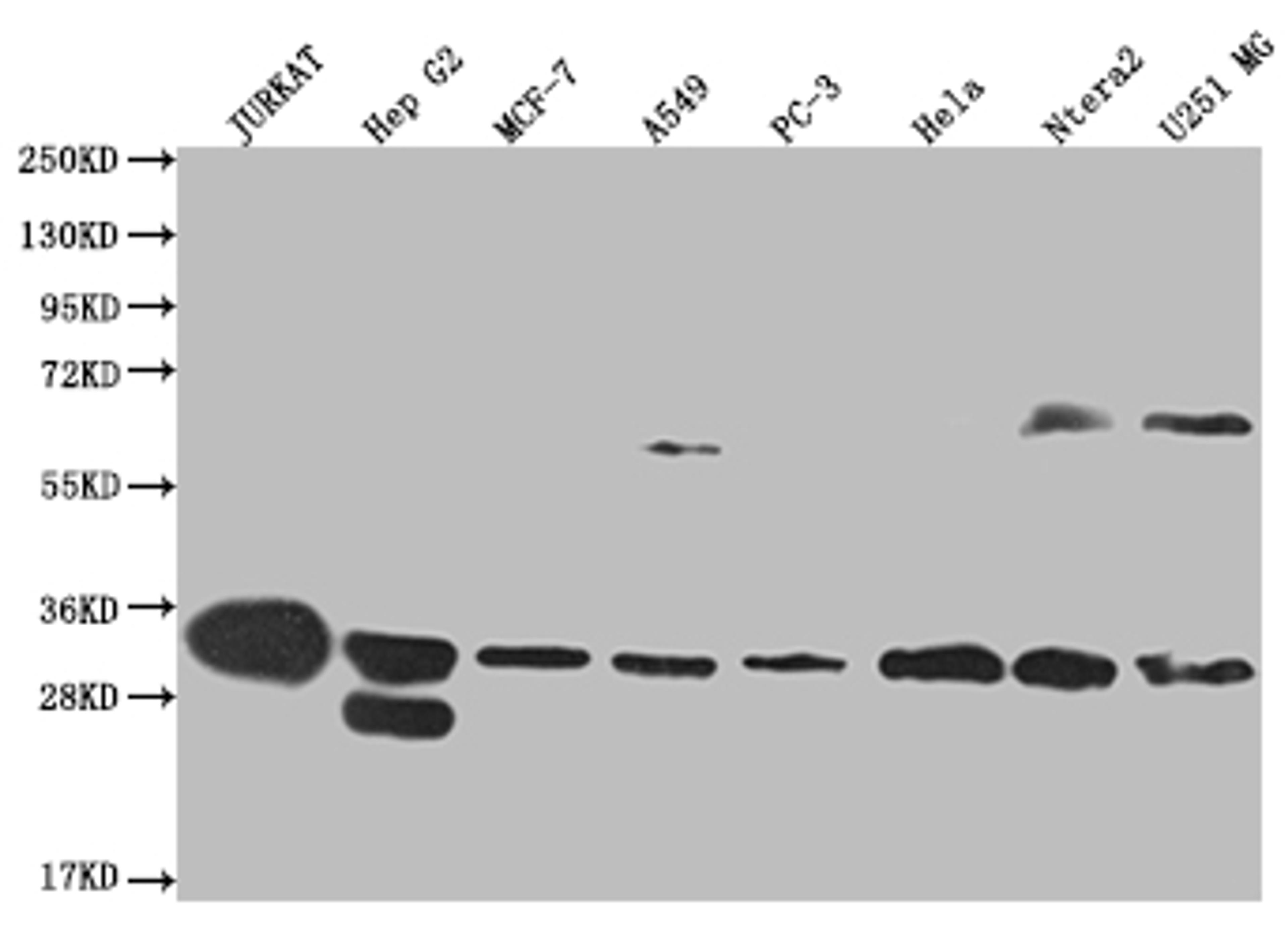 Western Blot. Positive WB detected in: Jurkat whole cell lysate, HepG2 whole cell lysate, MCF-7 whole cell lysate, A549 whole cell lysate, PC3 whole cell lysate, Hela whole cell lysate, Ntera-2 whole cell lysate, U251 whole cell lysate. All lanes: PSME1 antibody at 1:2000. Secondary. Goat polyclonal to rabbit IgG at 1/50000 dilution. Predicted band size: 29, 27 kDa. Observed band size: 28-30, 55-72 kDa.