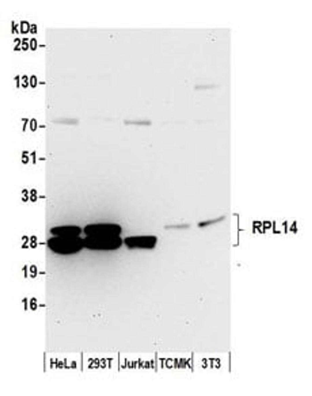 Detection of human and mouse RPL14 by western blot.