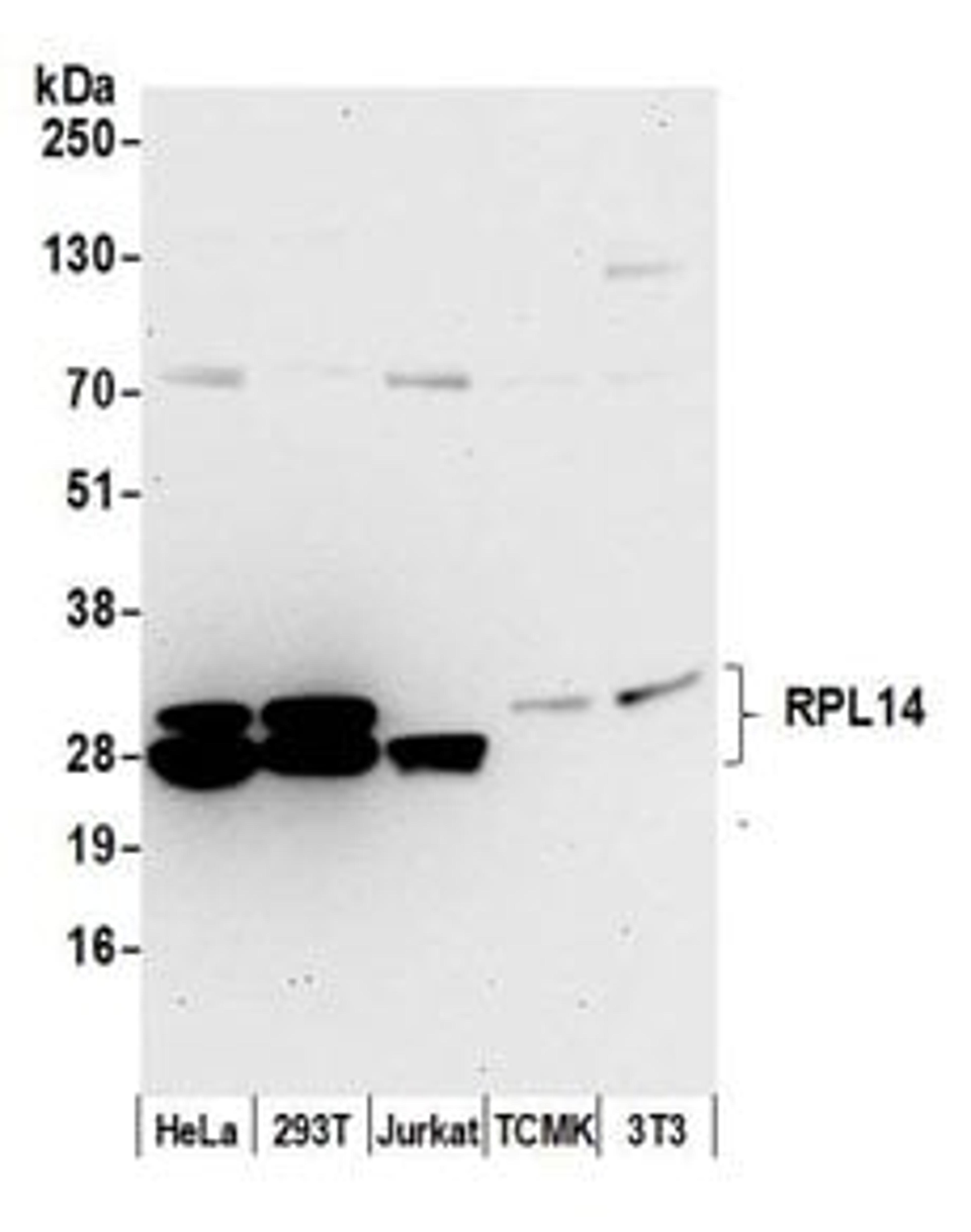 Detection of human and mouse RPL14 by western blot.