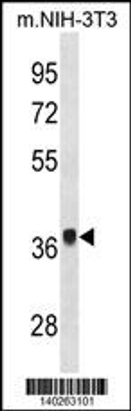 Western blot analysis in mouse NIH-3T3 cell line lysates (35ug/lane).