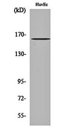 Western blot analysis of HuvEc cell lysates using Bcr (phospho-Y177) antibody