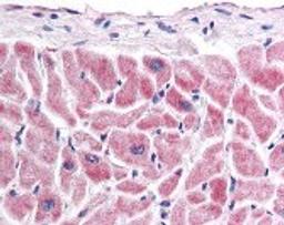 Immunohistochemistry staining of Frizzled 7 in heart tissue using Frizzled 7 Antibody.