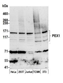 Detection of human and mouse PEX1 by western blot.