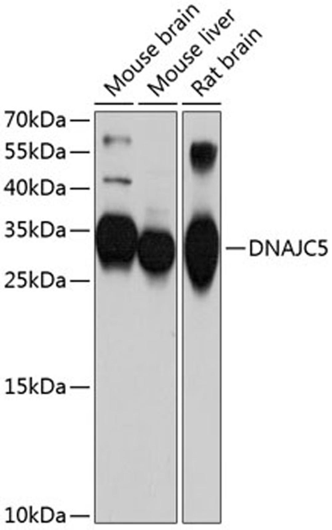 Western blot - DNAJC5 antibody (A10489)