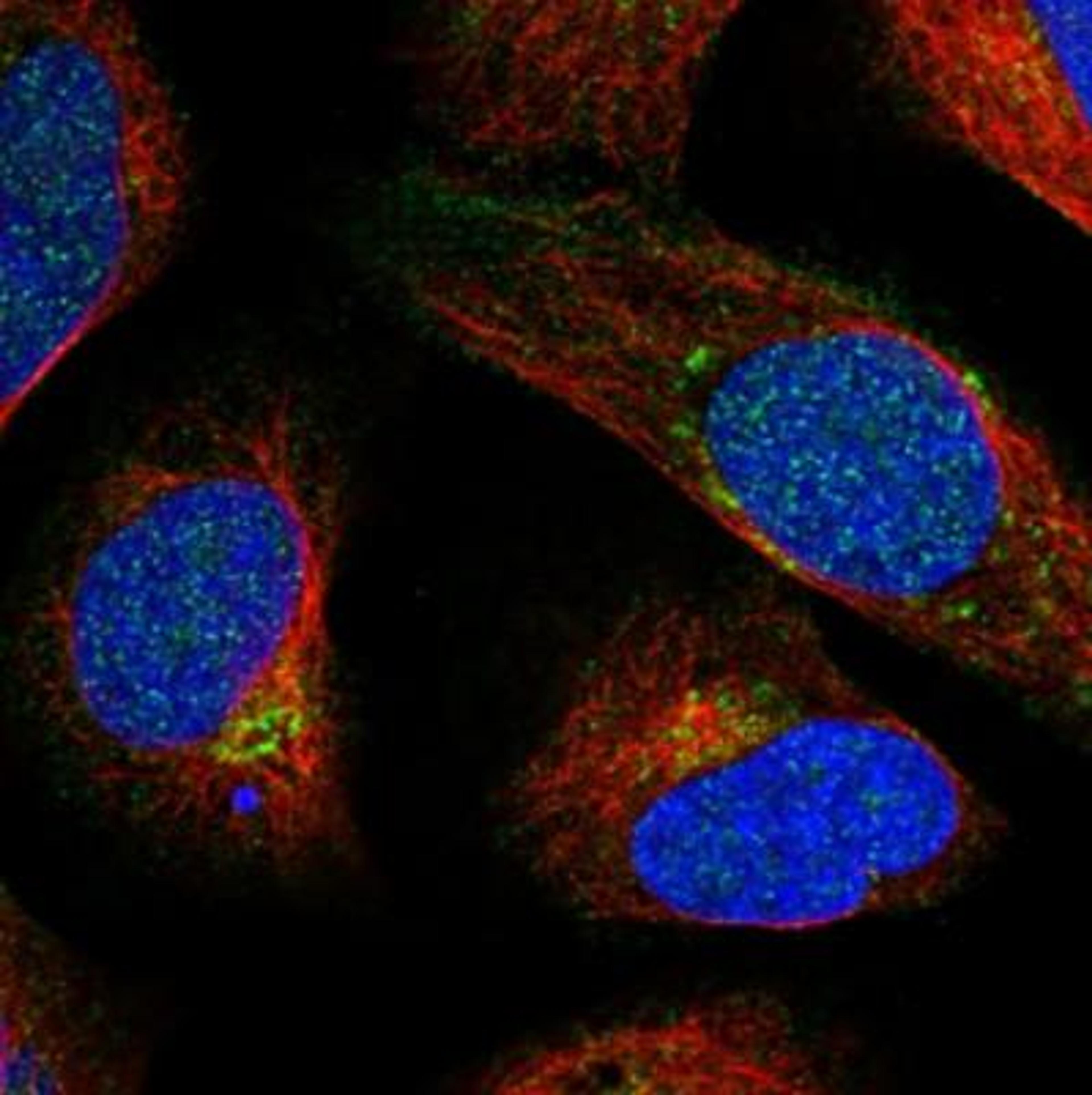 Immunocytochemistry/Immunofluorescence: TBC1D7 Antibody [NBP1-84231] - Staining of human cell line U-2 OS shows positivity in nucleus, plasma membrane & golgi apparatus. Antibody staining is shown in green.