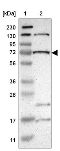 Western Blot: ILDR2 Antibody [NBP1-90708] - Lane 1: Marker [kDa] 230, 130, 95, 72, 56, 36, 28, 17, 11<br/>Lane 2: Human cell line RT-4