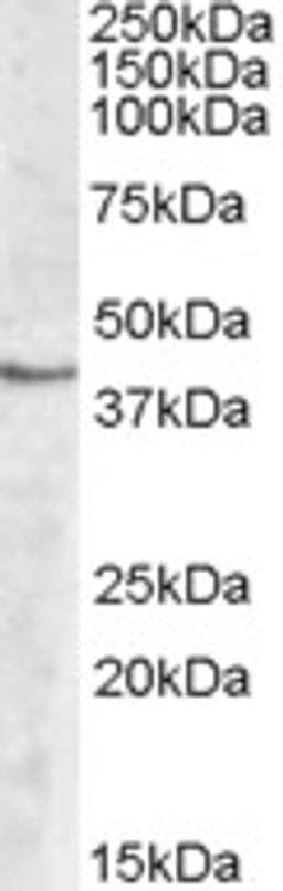 46-726 (2ug/ml) staining of Human Peripheral Blood Mononucleocyte lysate (35ug protein in RIPA buffer). Primary incubation was 1 hour. Detected by chemiluminescence.