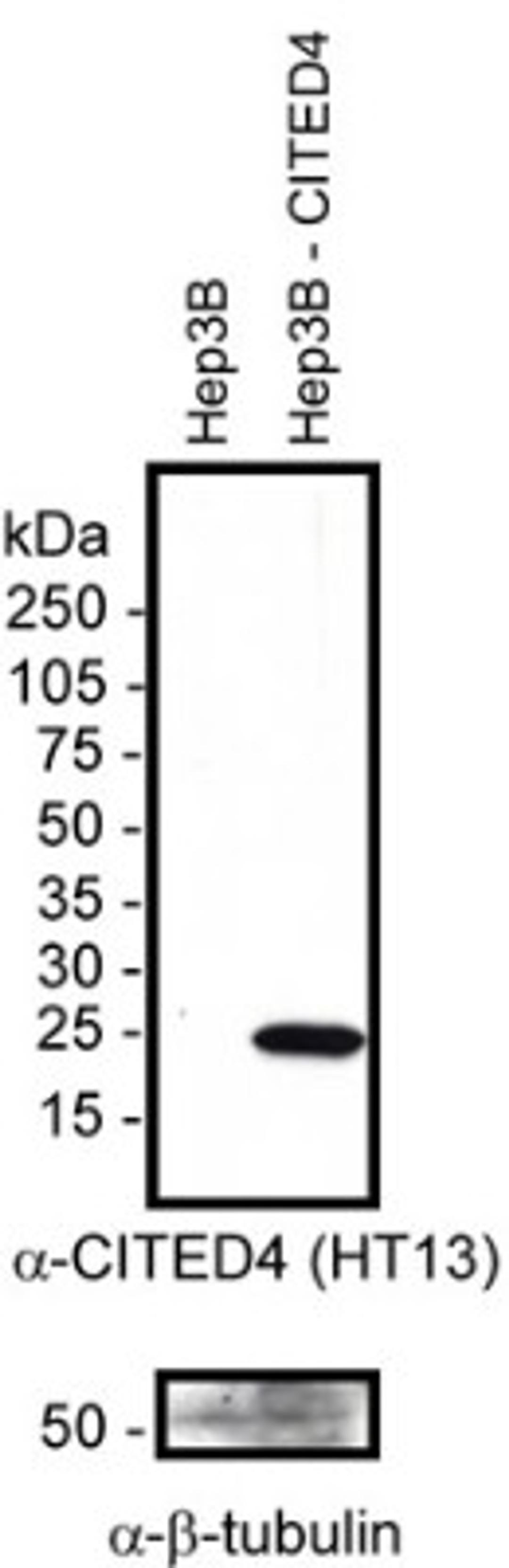 Western Blot: CITED4 Antibody (HT13-2D6.3) [NB110-41572] - Detection of human CITED4 in 20ug of transfected whole cell Hep3B lysate using NB110-415752. Photo courtesy of Dr. DeCaprio, DFCI.