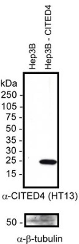 Western Blot: CITED4 Antibody (HT13-2D6.3) [NB110-41572] - Detection of human CITED4 in 20ug of transfected whole cell Hep3B lysate using NB110-415752. Photo courtesy of Dr. DeCaprio, DFCI.