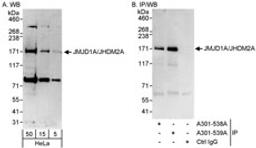 Detection of human JMJD1A/JHDM2A by western blot and immunoprecipitation.