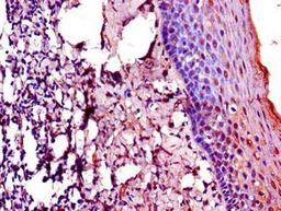 Immunohistochemistry of paraffin-embedded human tonsil tissue using CSB-PA896927LA01HU at dilution of 1:100