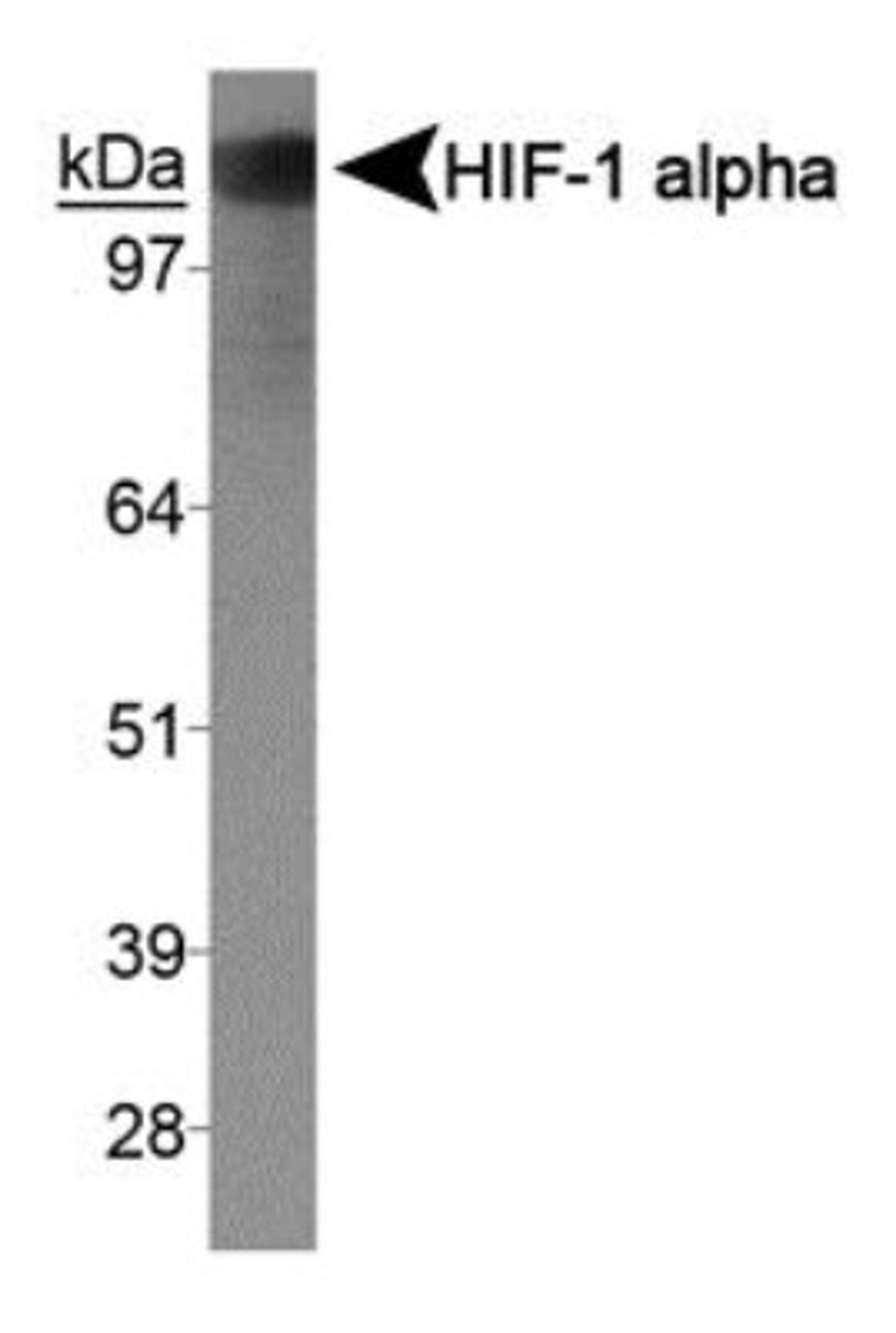 Western Blot: HIF-1 alpha [Exon 9] Antibody (exon 9) [NBP1-47178] - Western blot on human recombinant HIF-1 alpha protein.