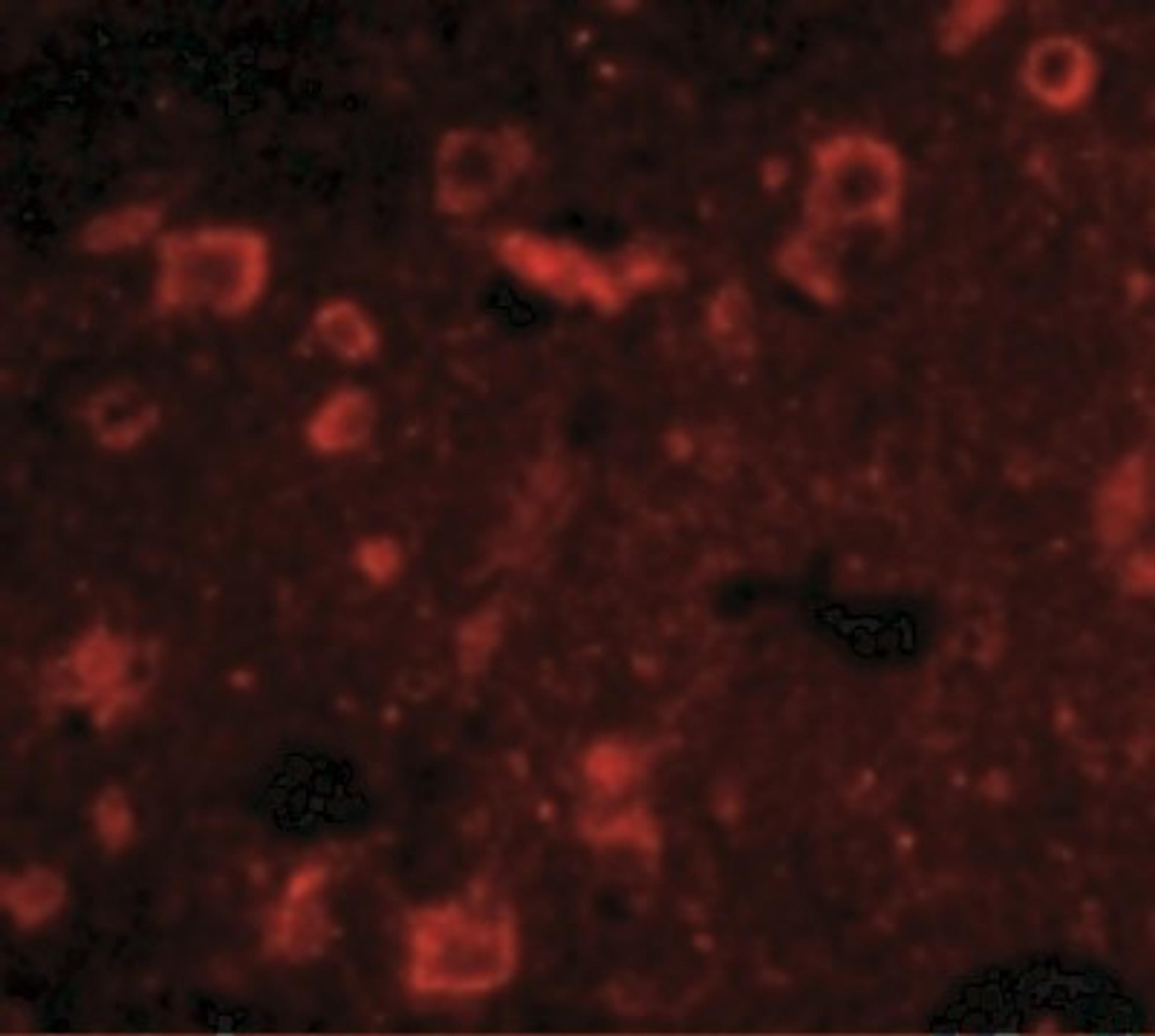 Immunofluorescence: SLITRK6 Antibody [NBP1-76876] - Human Brain cells with Slitrk6 antibody at 20 ug/mL.