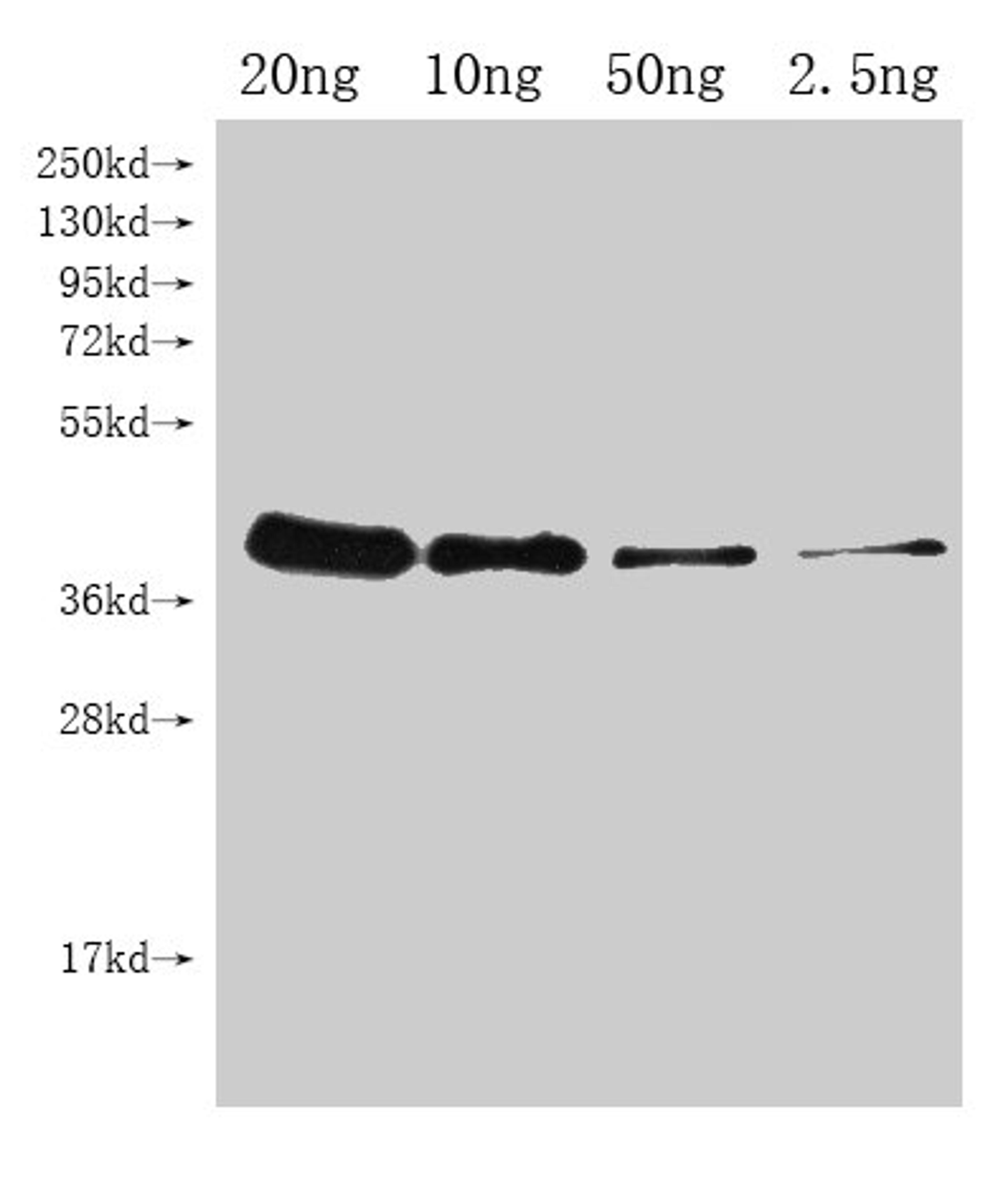 Western Blot. Positive WB detected in Recombinant protein. All lanes: UGI antibody at 1:2000. Secondary. Goat polyclonal to rabbit IgG at 1/50000 dilution. Predicted band size: 36.1 kDa. Observed band size: 38 kDa.