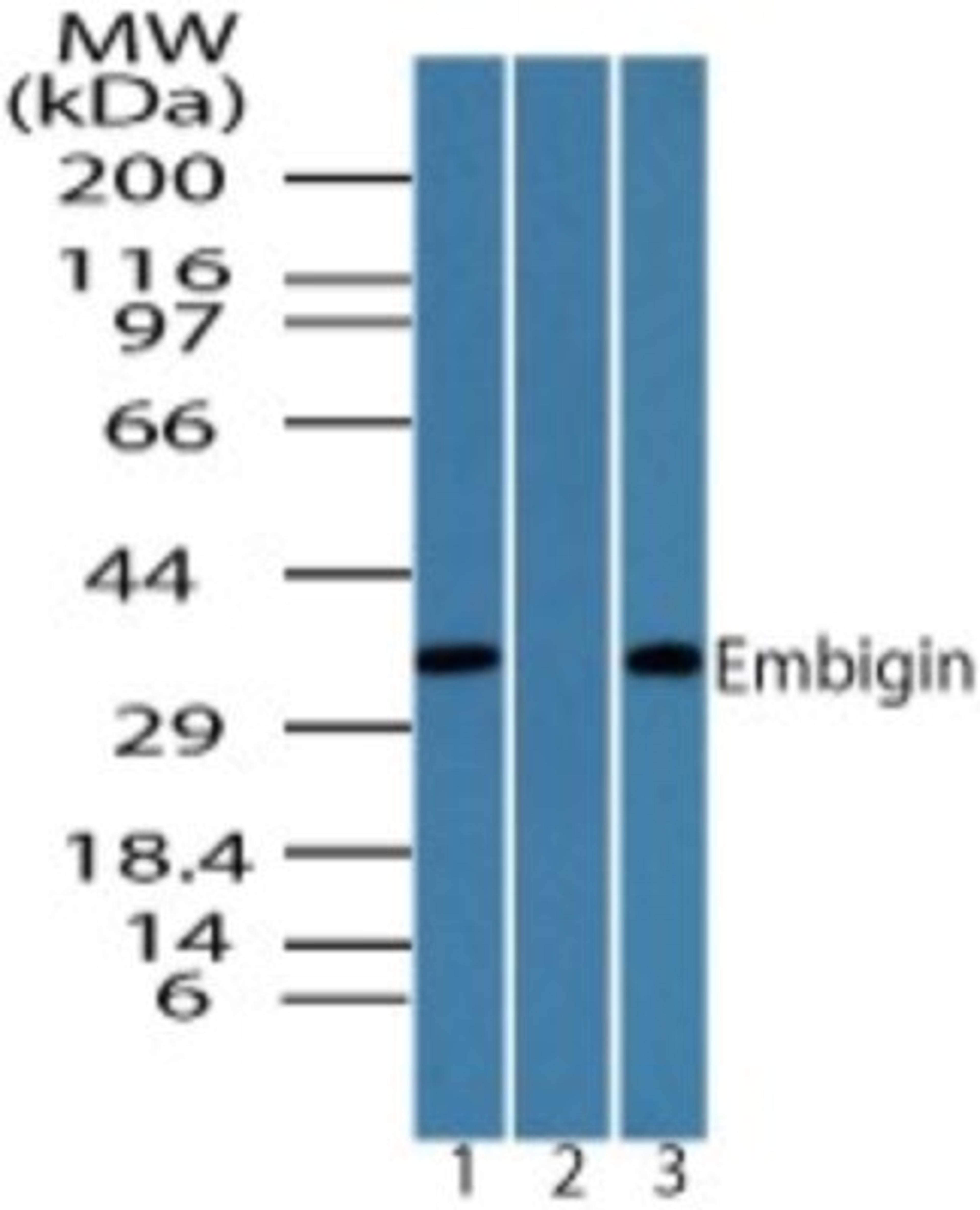 Western Blot: Embigin homolog Antibody [NBP2-24689] - Analysis of Embigin in MCF7 lysate in the 1) absence and 2) presence of immunizing peptide and 3) RAW lysate using Embigin antibody at 0.25 ug/ml.