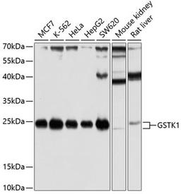 Western blot - GSTK1 antibody (A5226)