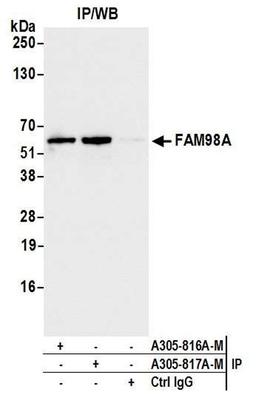 Detection of human FAM98A by WB of IP.