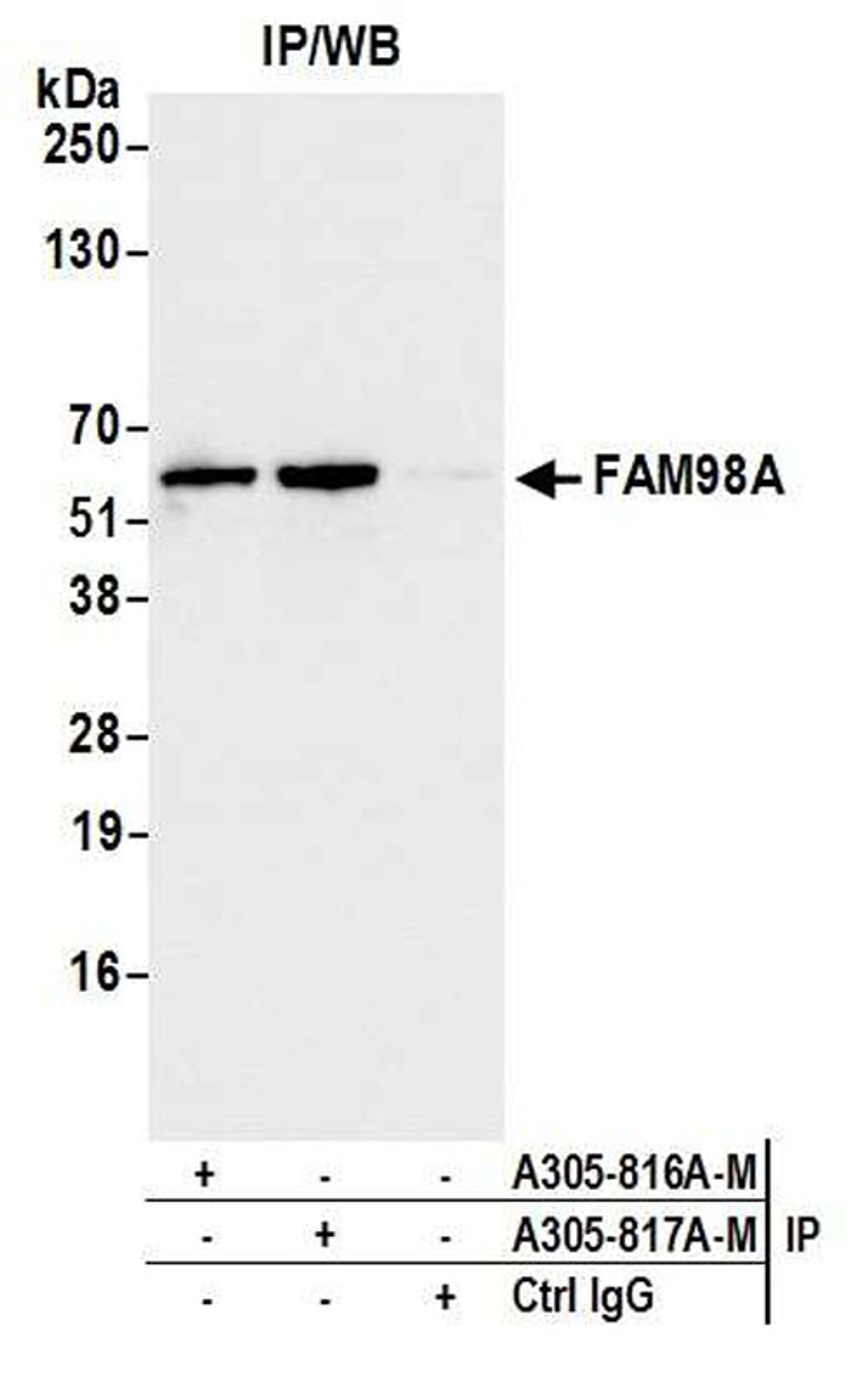 Detection of human FAM98A by WB of IP.