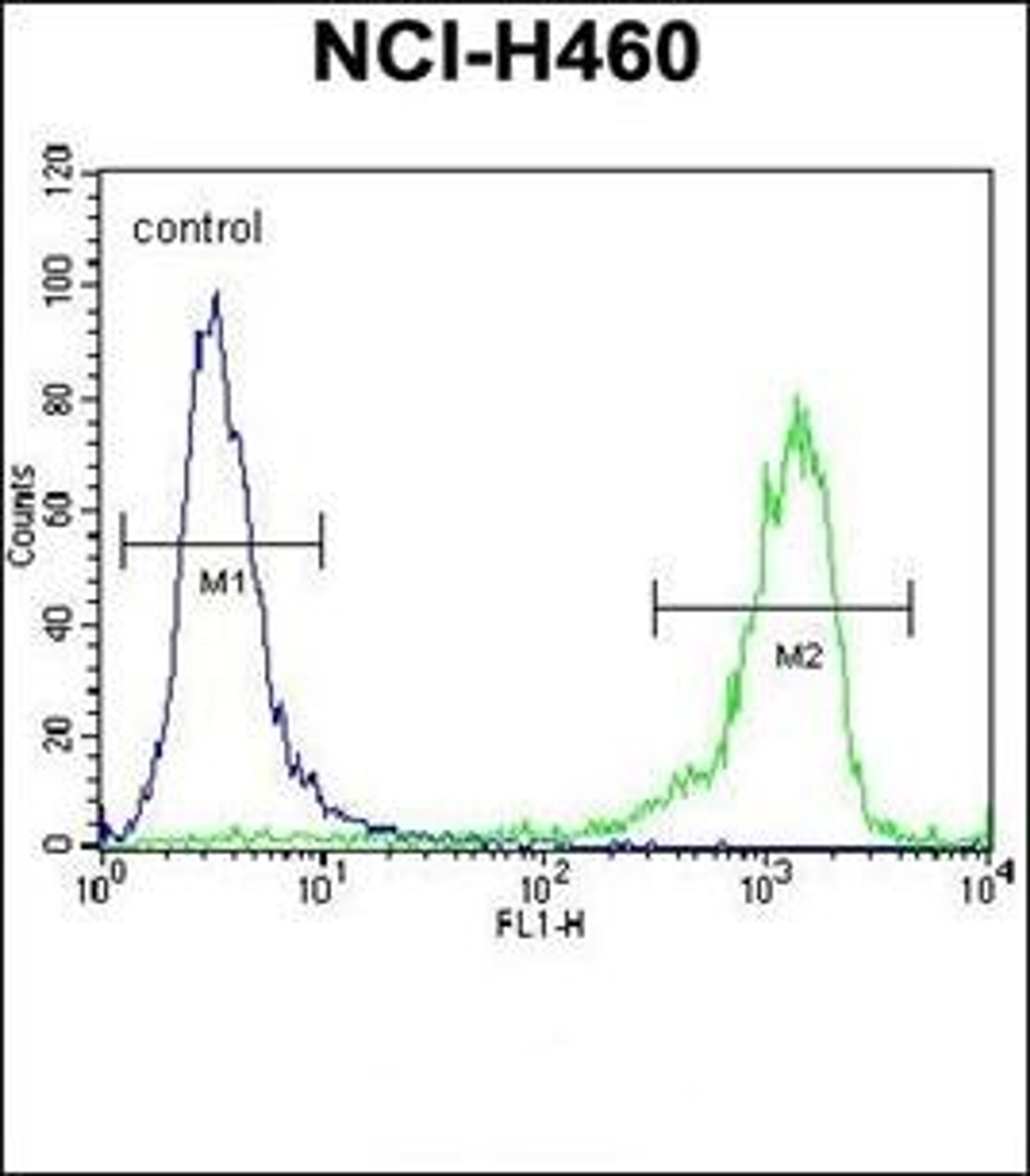 Flow cytometric analysis of NCI-H460 cells using DSCR1L1 antibody (primary antibody dilution at: 1:10-50)