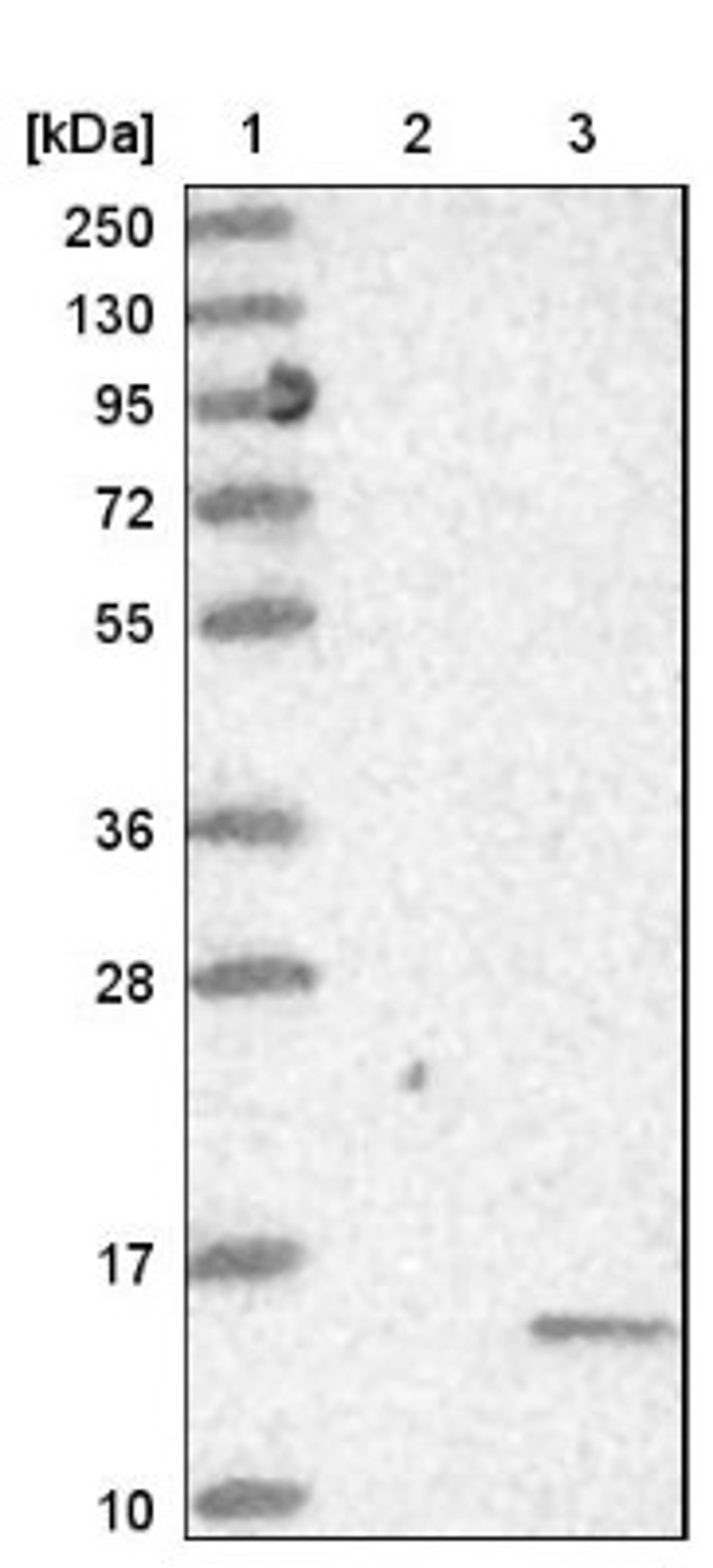 Western Blot: PHF5A Antibody [NBP1-88591] - Lane 1: Marker [kDa] 250, 130, 95, 72, 55, 36, 28, 17, 10<br/>Lane 2: Negative control (vector only transfected HEK293T lysate)<br/>Lane 3: Over-expression lysate (Co-expressed with a C-terminal myc-DDK tag (~3.1 kDa) in mammalian HEK293T cells, LY409947)