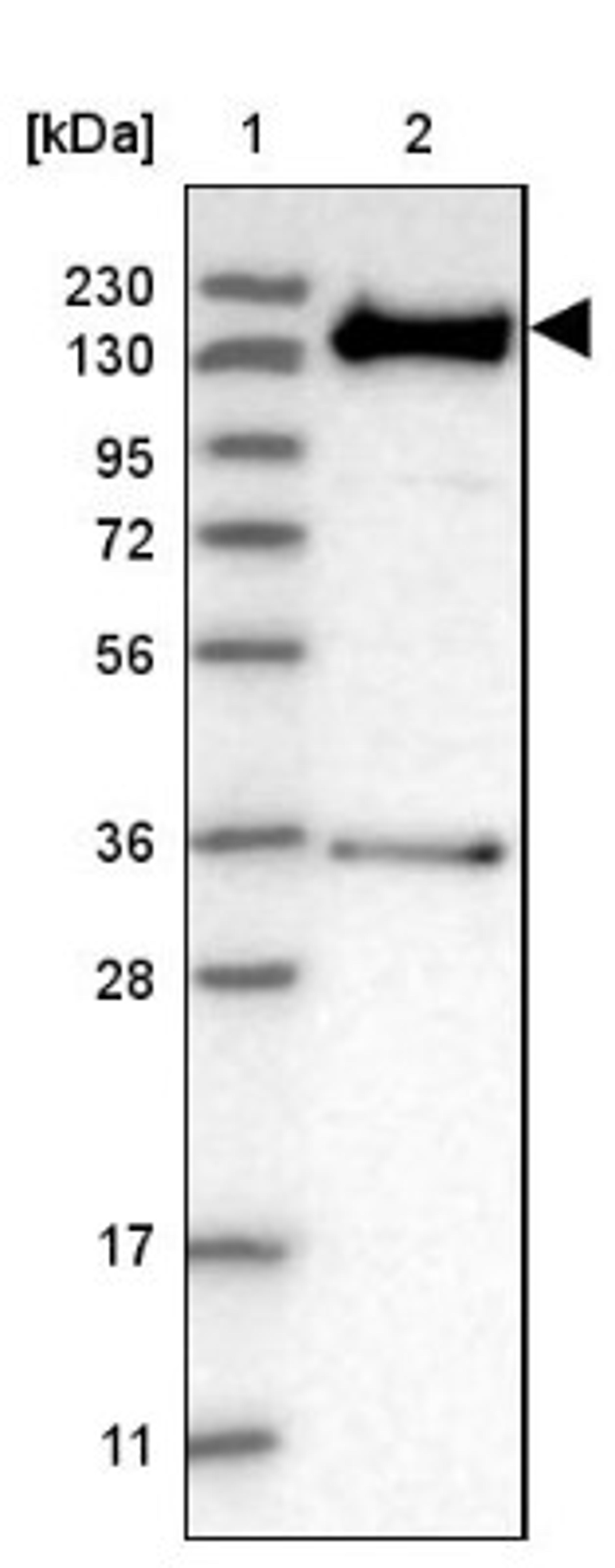 Western Blot: ANKIB1 Antibody [NBP2-47548] - Lane 1: Marker [kDa] 230, 130, 95, 72, 56, 36, 28, 17, 11.  Lane 2: Human cell line RT-4