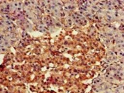 Immunohistochemistry of paraffin-embedded human pancreatic tissue using CSB-PA890755LA01HU at dilution of 1:100