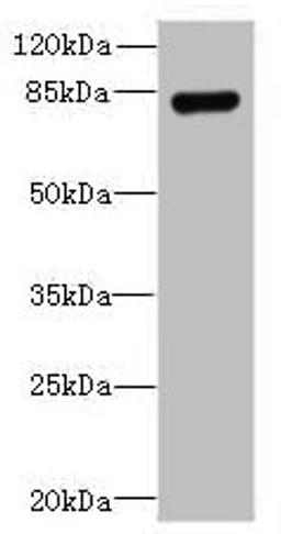 Western blot. All lanes: TGS1 antibody at 8µg/ml + Mouse heart tissue. Secondary. Goat polyclonal to rabbit IgG at 1/10000 dilution. Predicted band size: 97 kDa. Observed band size: 85 kDa
