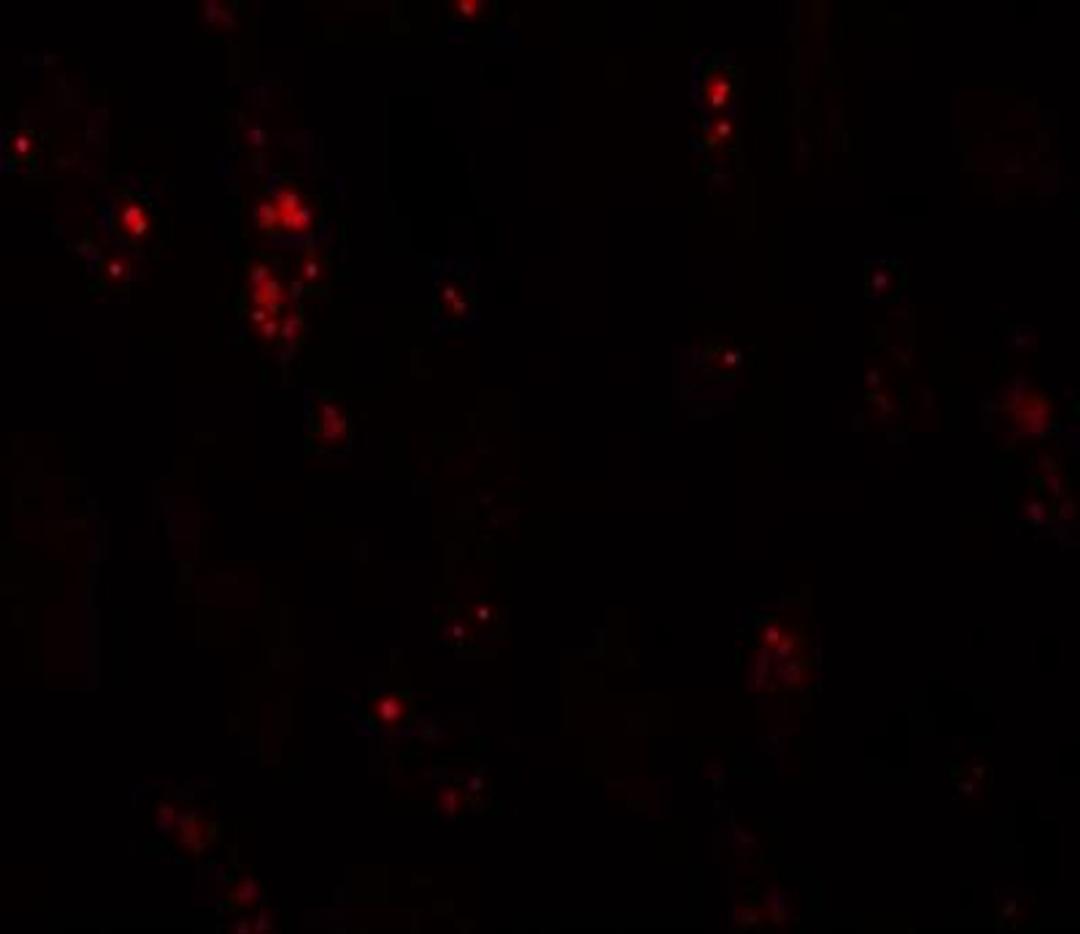 Immunofluorescence: BANP Antibody [NBP1-76295] - Immunofluorescence of BANP in human kidney tissue with BANP antibody at 20 ug/mL.