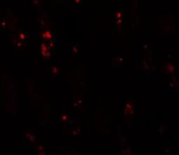 Immunofluorescence: BANP Antibody [NBP1-76295] - Immunofluorescence of BANP in human kidney tissue with BANP antibody at 20 ug/mL.