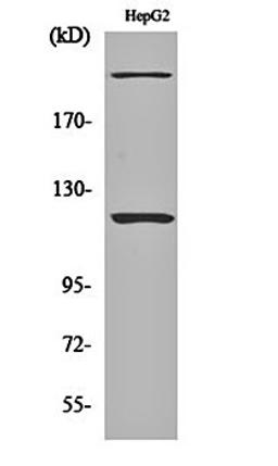 Western blot analysis of HepG2 cell lysates using NP220 antibody