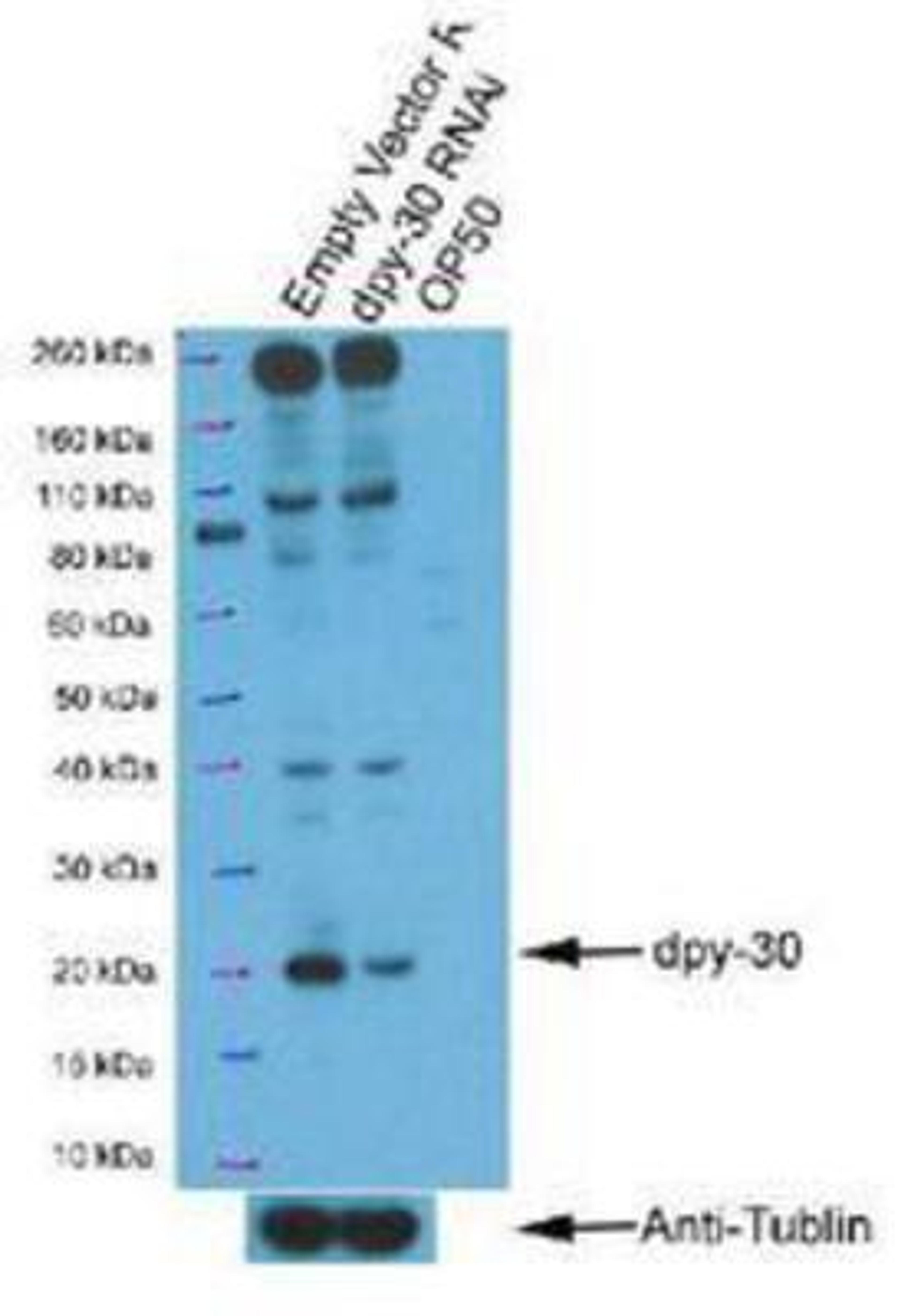 Western Blot: DPY30 Antibody [45110002] - This image is specific to animal number SDQ3495 Dilution: 1:1000 Secondary antibody was donkey-anti-rabbit-HRP from GE Healthcare in 1:10000 dilution.  As a control, a western with 1:10000 dilution of anti-tubulin was carried out on the stripped membrane.  Protein extracts from mixed stage rrf-3 worms fed bacteria containing either an empty RNAi vector (left lane), a RNAi vector targetting DPY-30 (middle lane), or an OP-50 bacterial control (right lane).  The antibody targets one protein with a size of 12.8 kDa