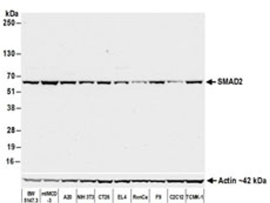 Detection of mouse SMAD2 by western blot.