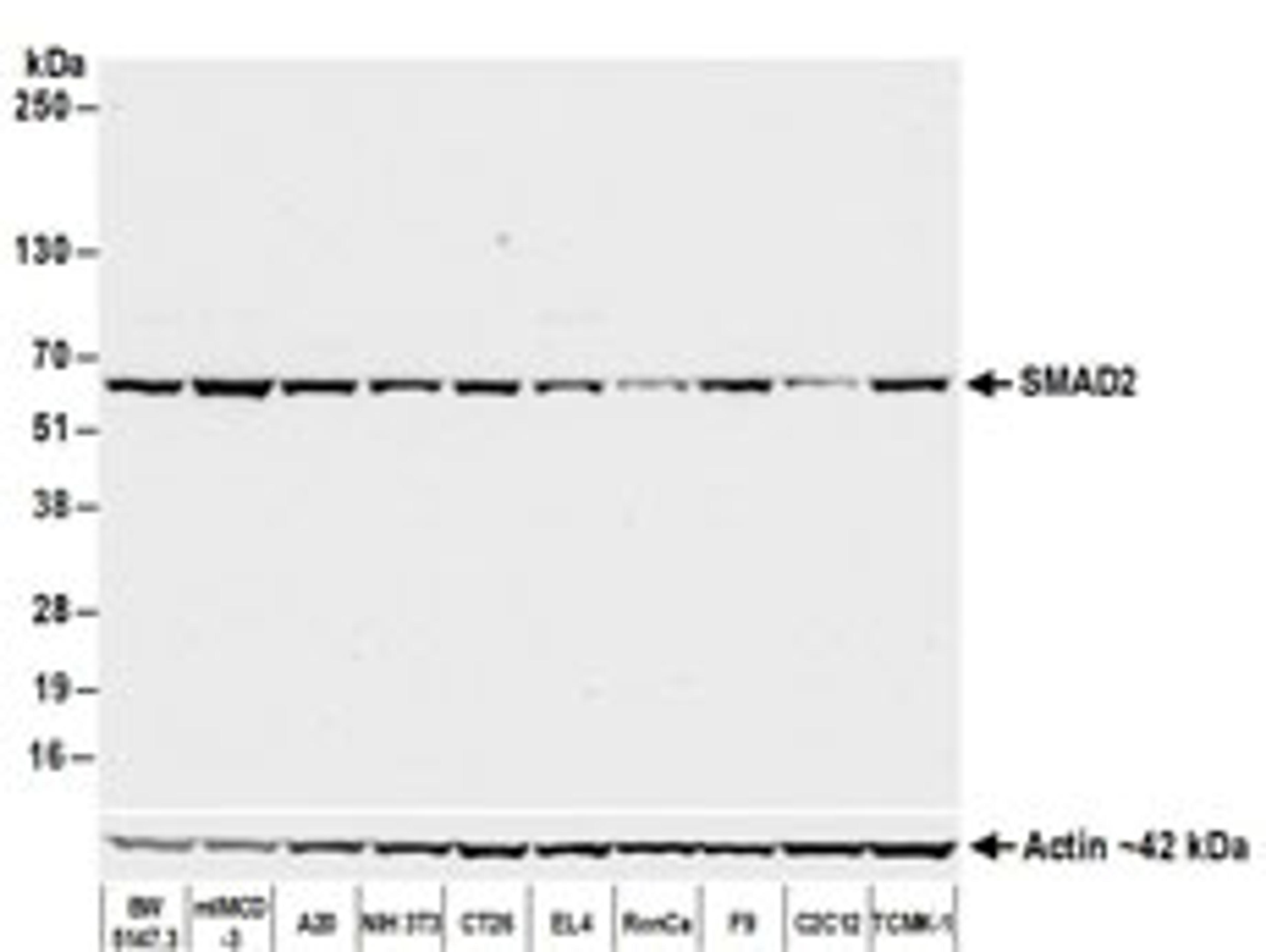 Detection of mouse SMAD2 by western blot.