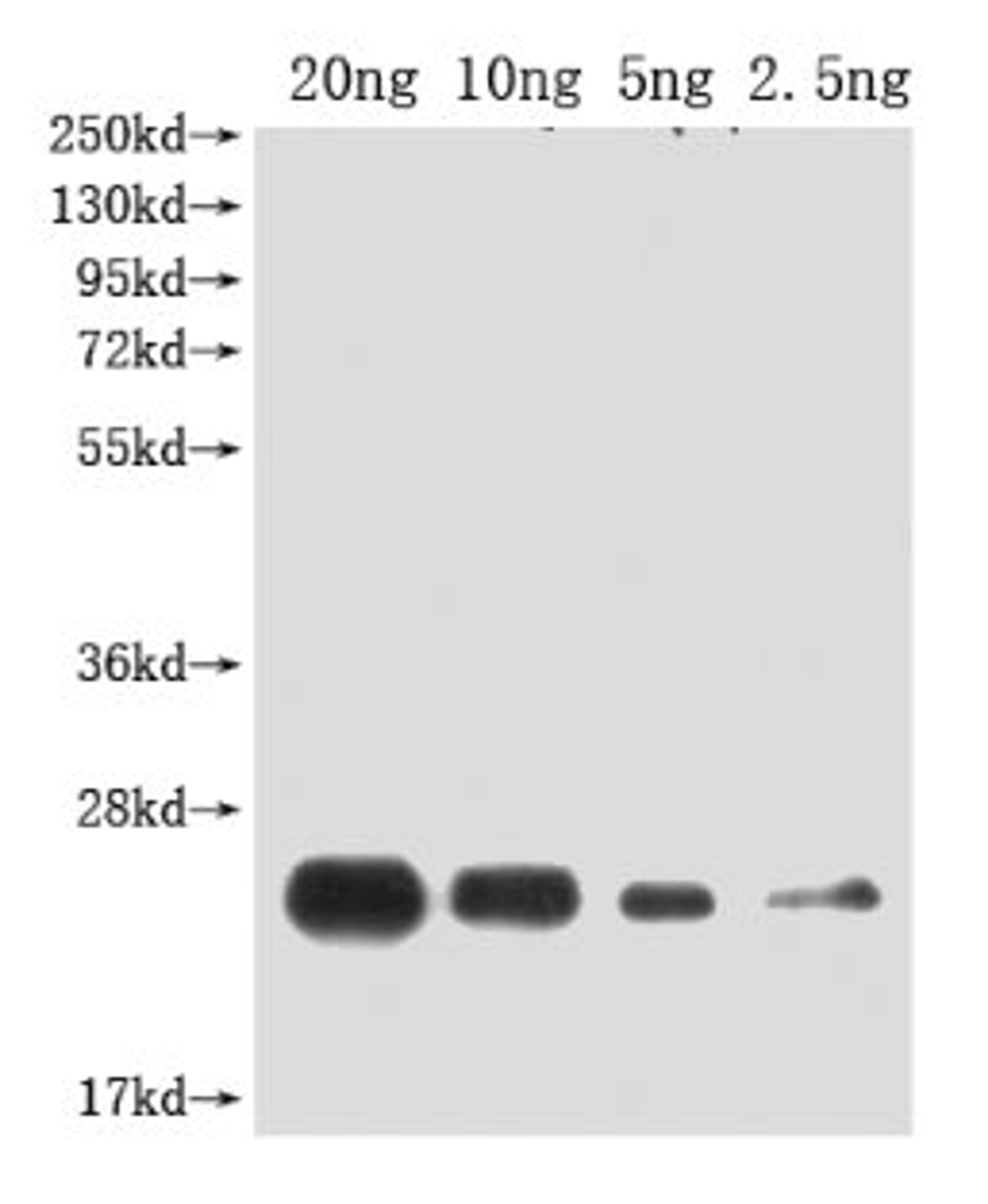 Western Blot. Positive WB detected in Recombinant protein. All lanes: PDF2.2 antibody at 1:2000. Secondary. Goat polyclonal to rabbit IgG at 1/50000 dilution. Predicted band size: 20.6 kDa. Observed band size: 20.6 kDa.