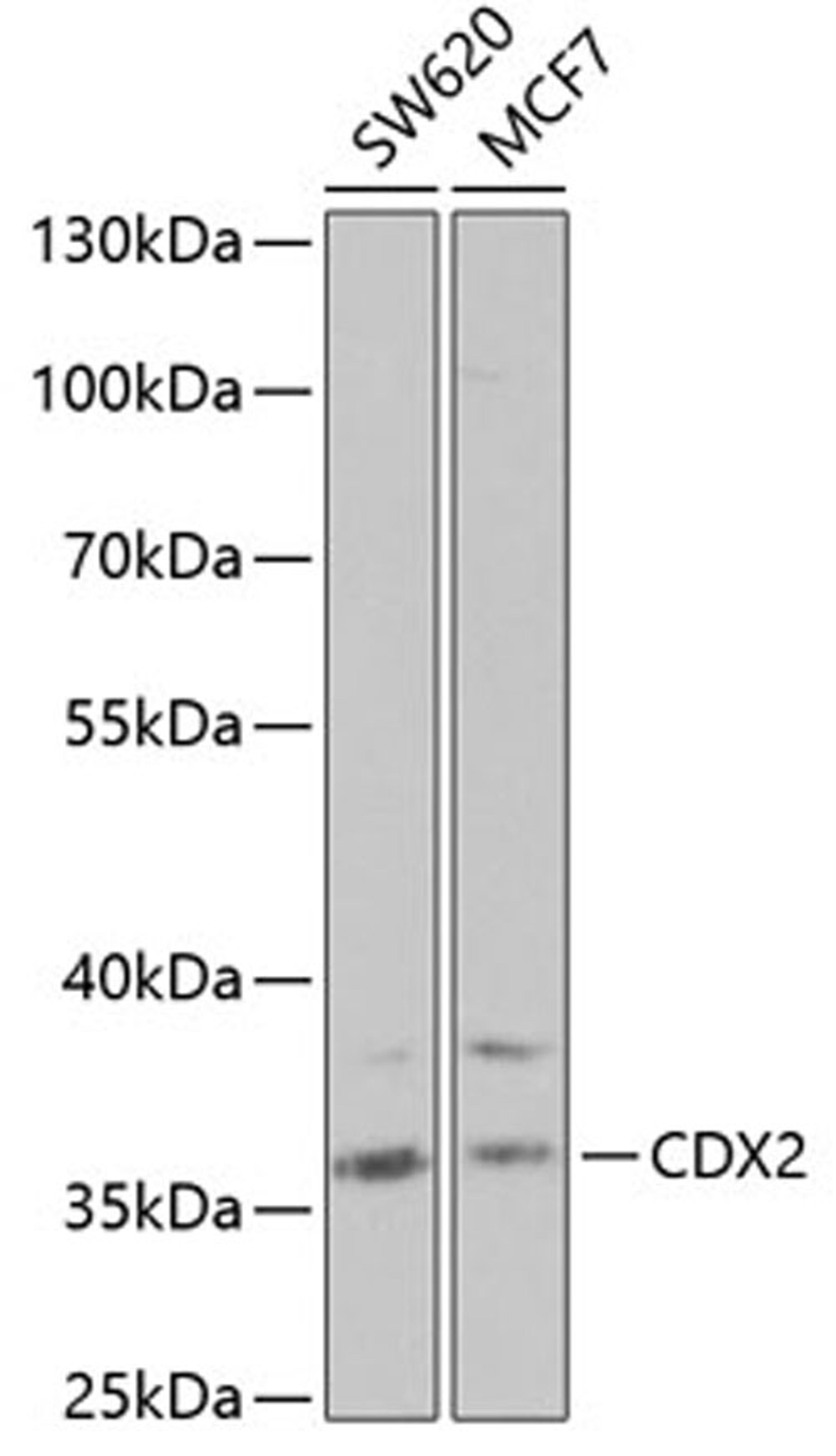 Western blot - CDX2 antibody (A1629)